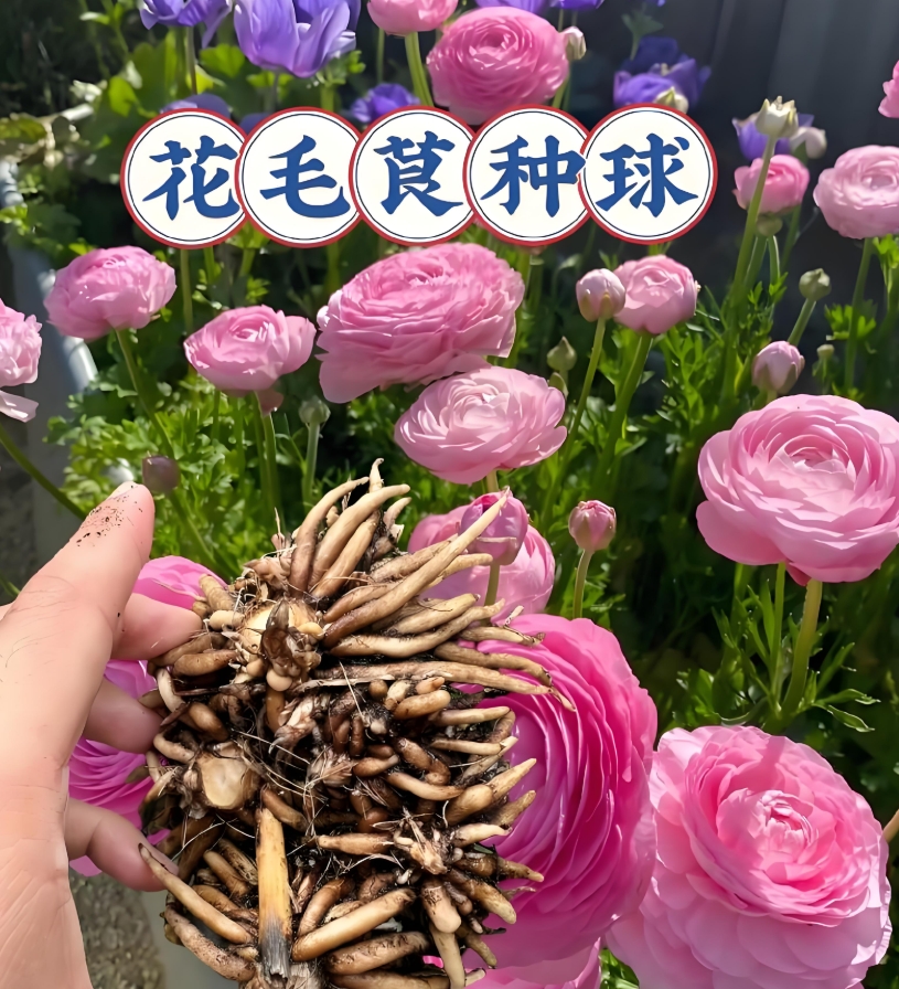 花毛茛种球土培室内室外种植耐寒盆栽多年生四季种植