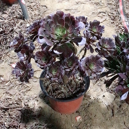 拿***下萝莉法师0000000055