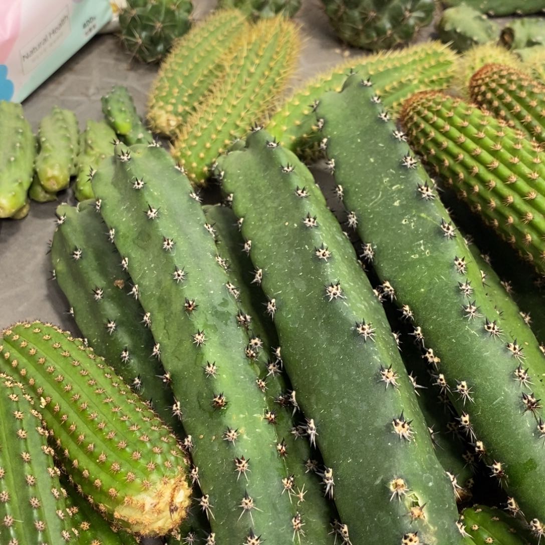 黑刺绣谱实生一代侧芽