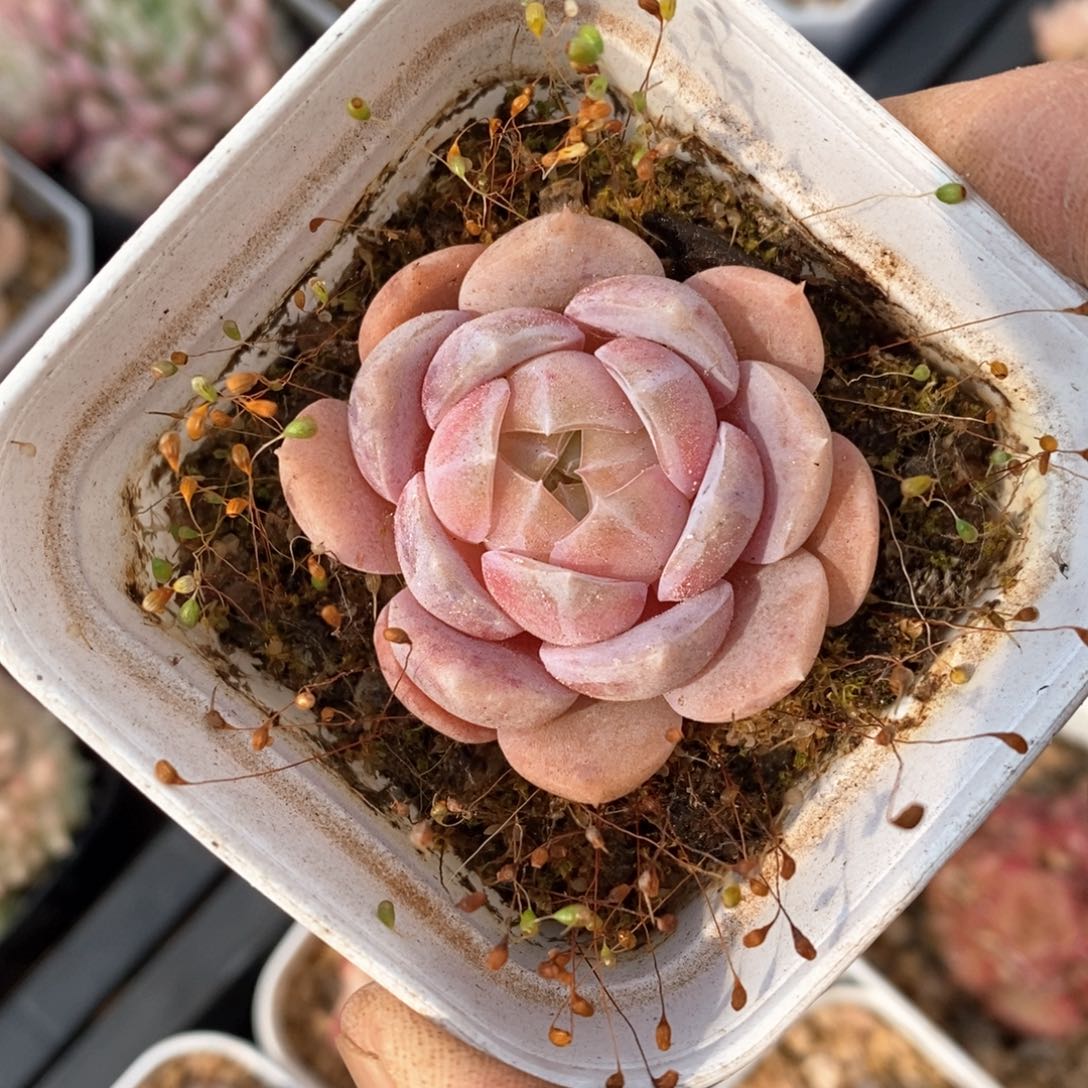 精品多肉一物一拍不包整169