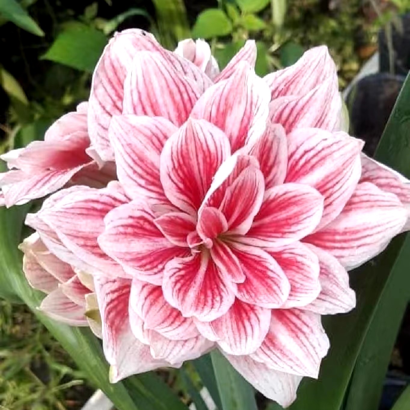 〔福利购  朱顶红粉色奶油二号1.5+厘米〕越南重瓣 包对版