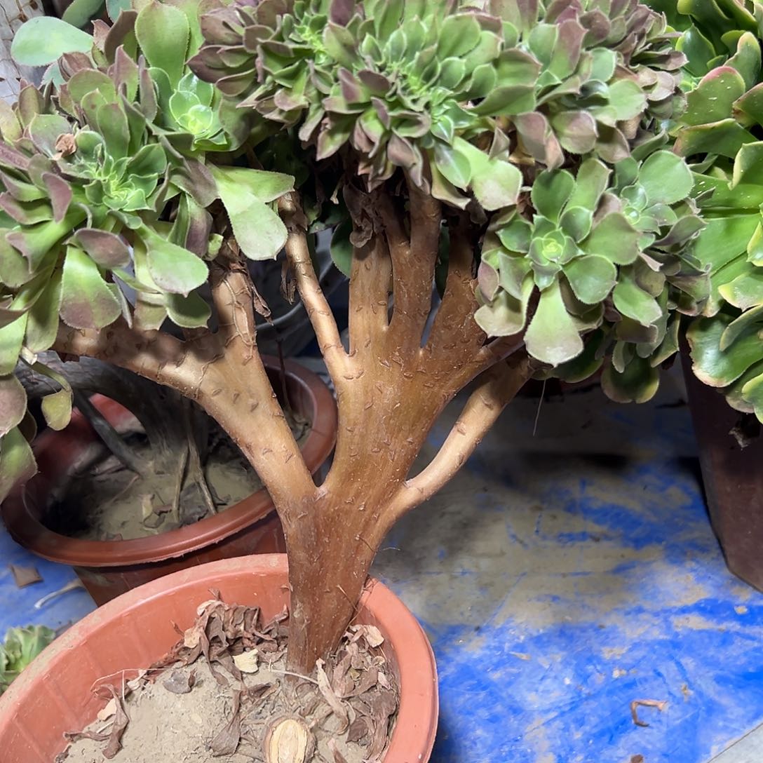 多肉382植物玫瑰缀花