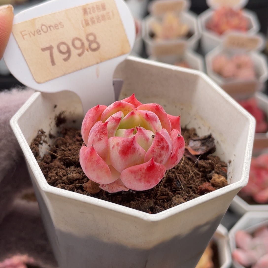 海棠花7998-3.0厘米