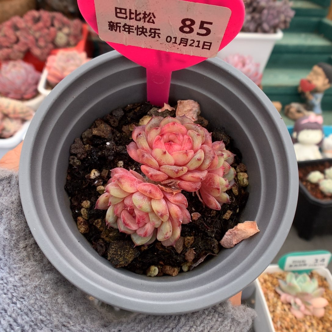 85白胖子多肉植物