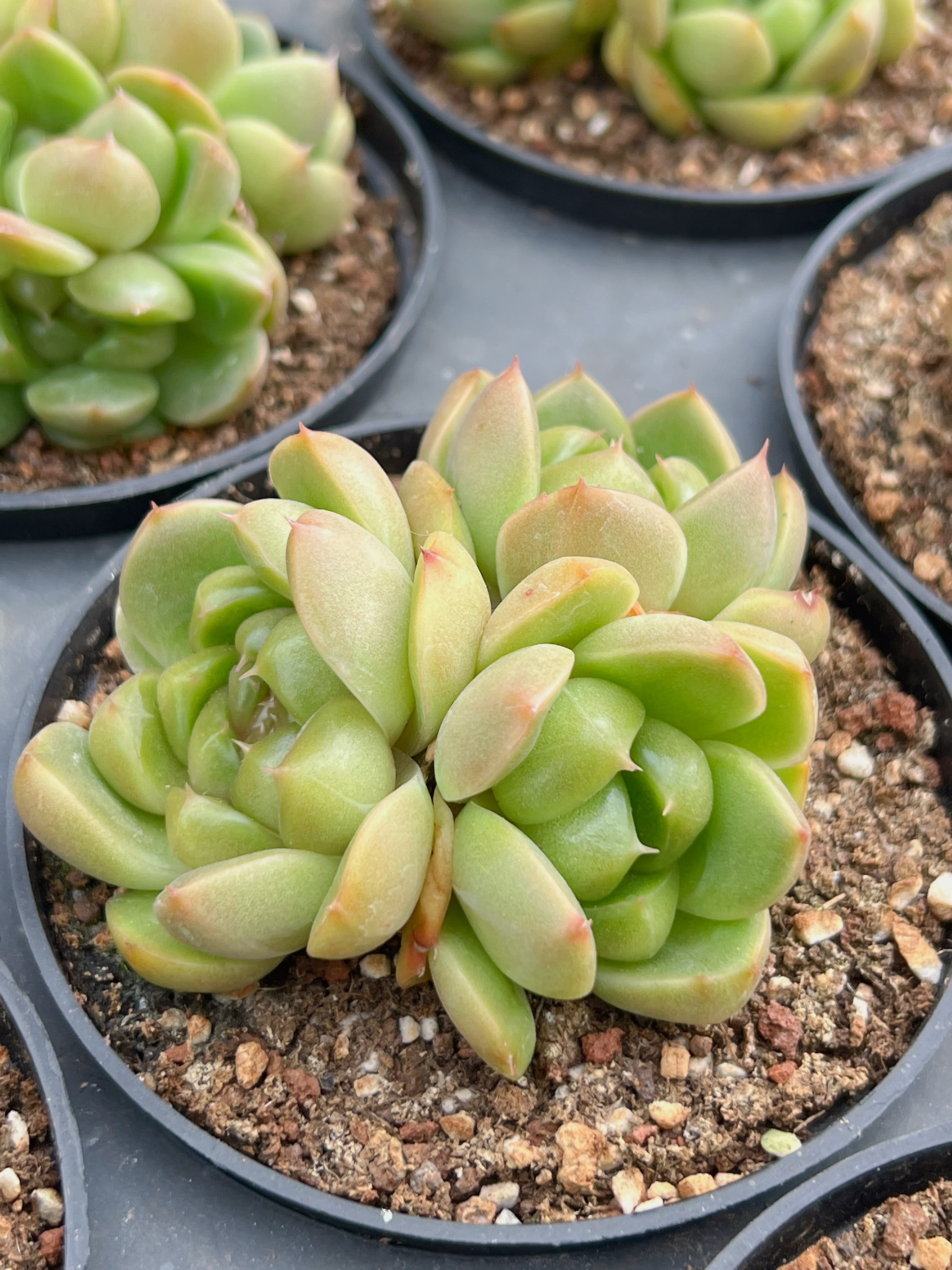 比耶拉珍妮群2颗4-6头（6-8cm）脱土