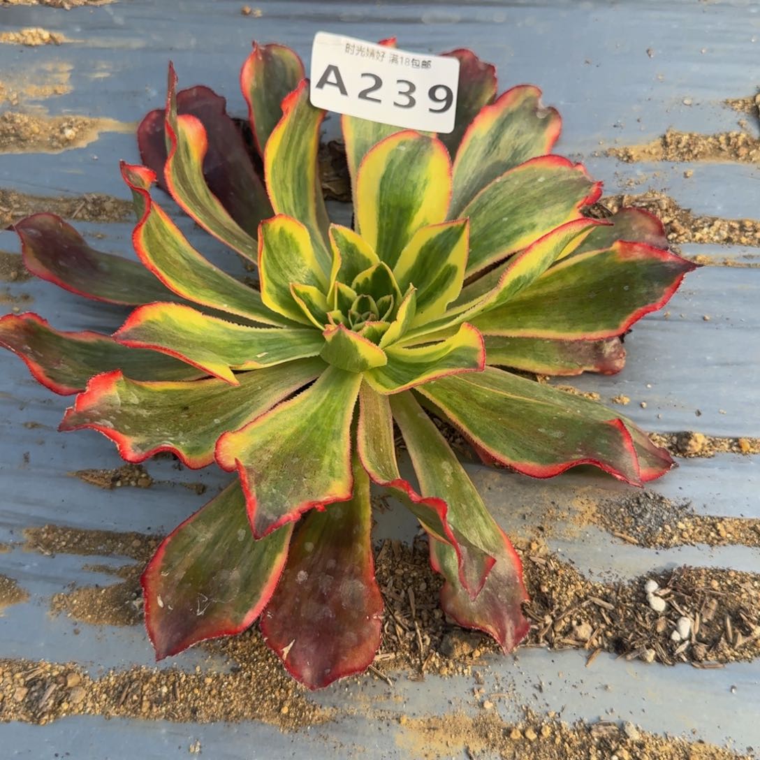 239魅影。多肉植物