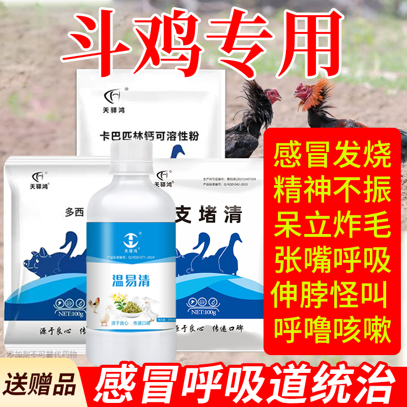【斗鸡】呆立炸毛感冒发烧张嘴呼吸伸脖怪叫专用