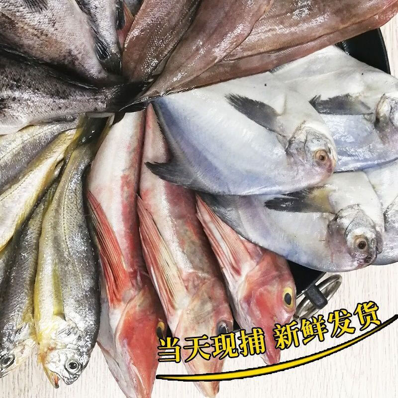 （新）直播间替代链接新鲜急冻发货（鱼的种类和重量以直播间为主）