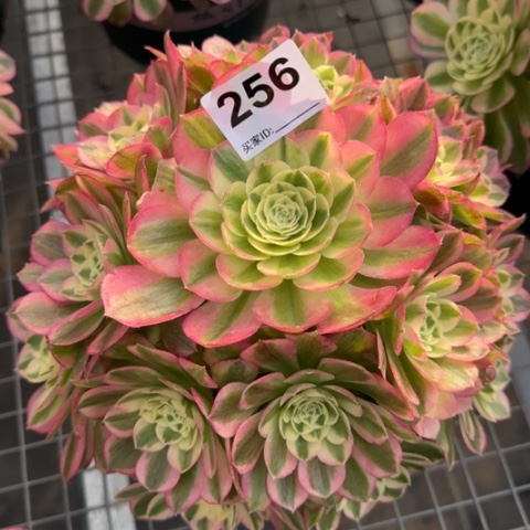 256玉资25厘米左右
