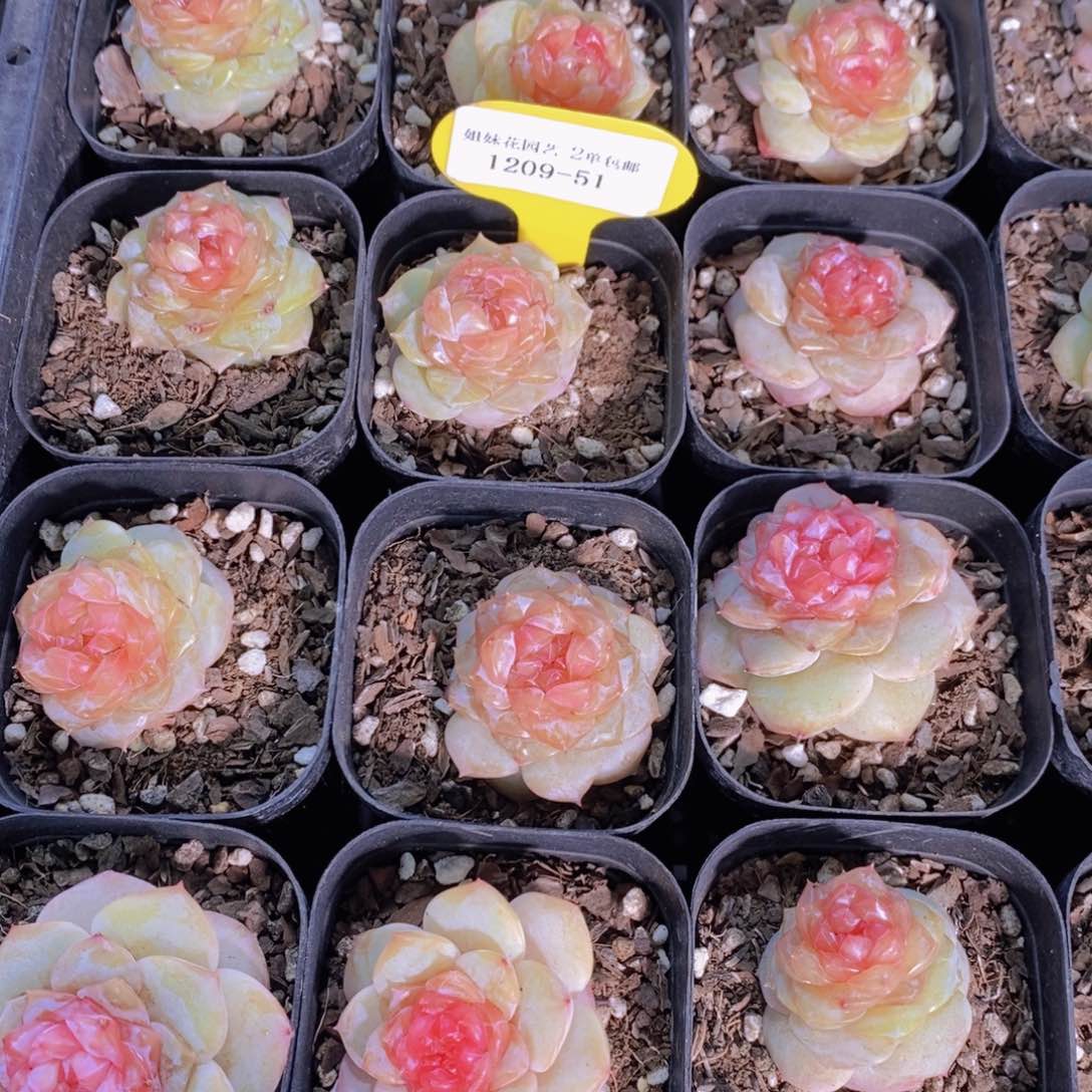 1209-51-精品糖心佛洛依德单头两个