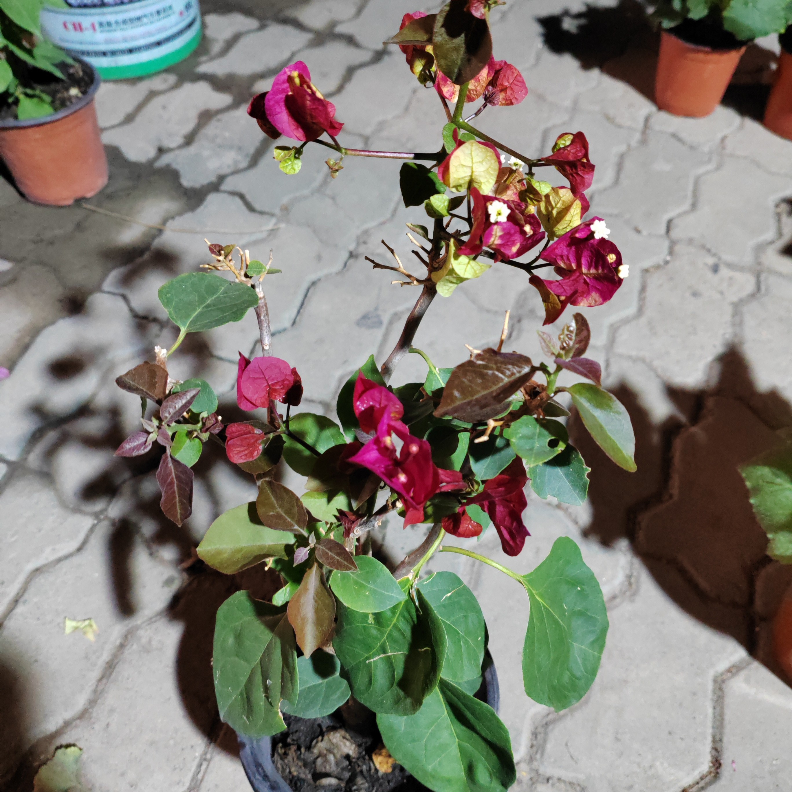 花暴三角梅一盆包邮到家