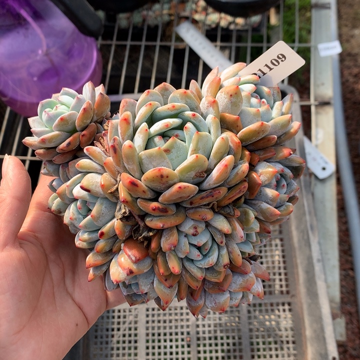 121109俄文嗯嗯嗯十多个头嗯嗯嗯好