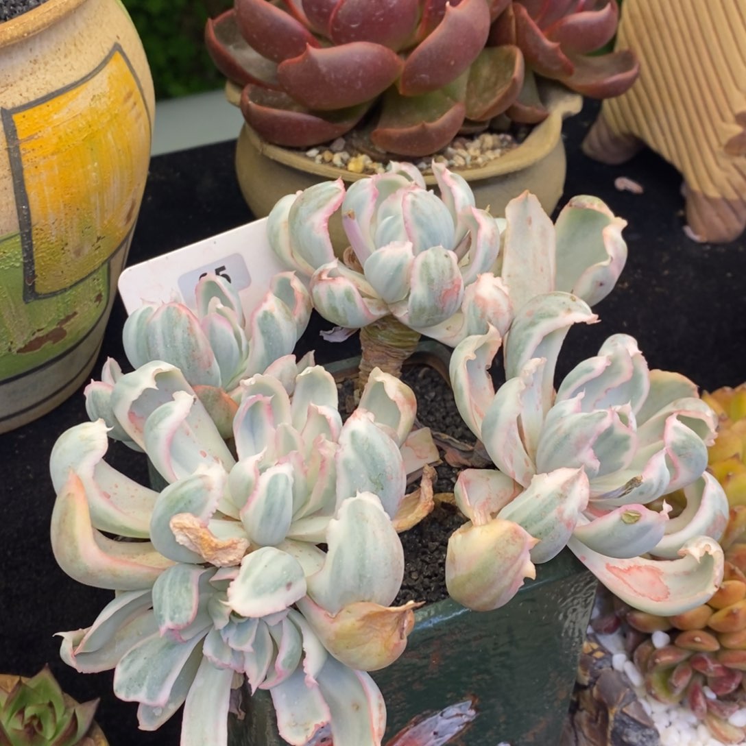 伯克利锦多肉植物盆栽