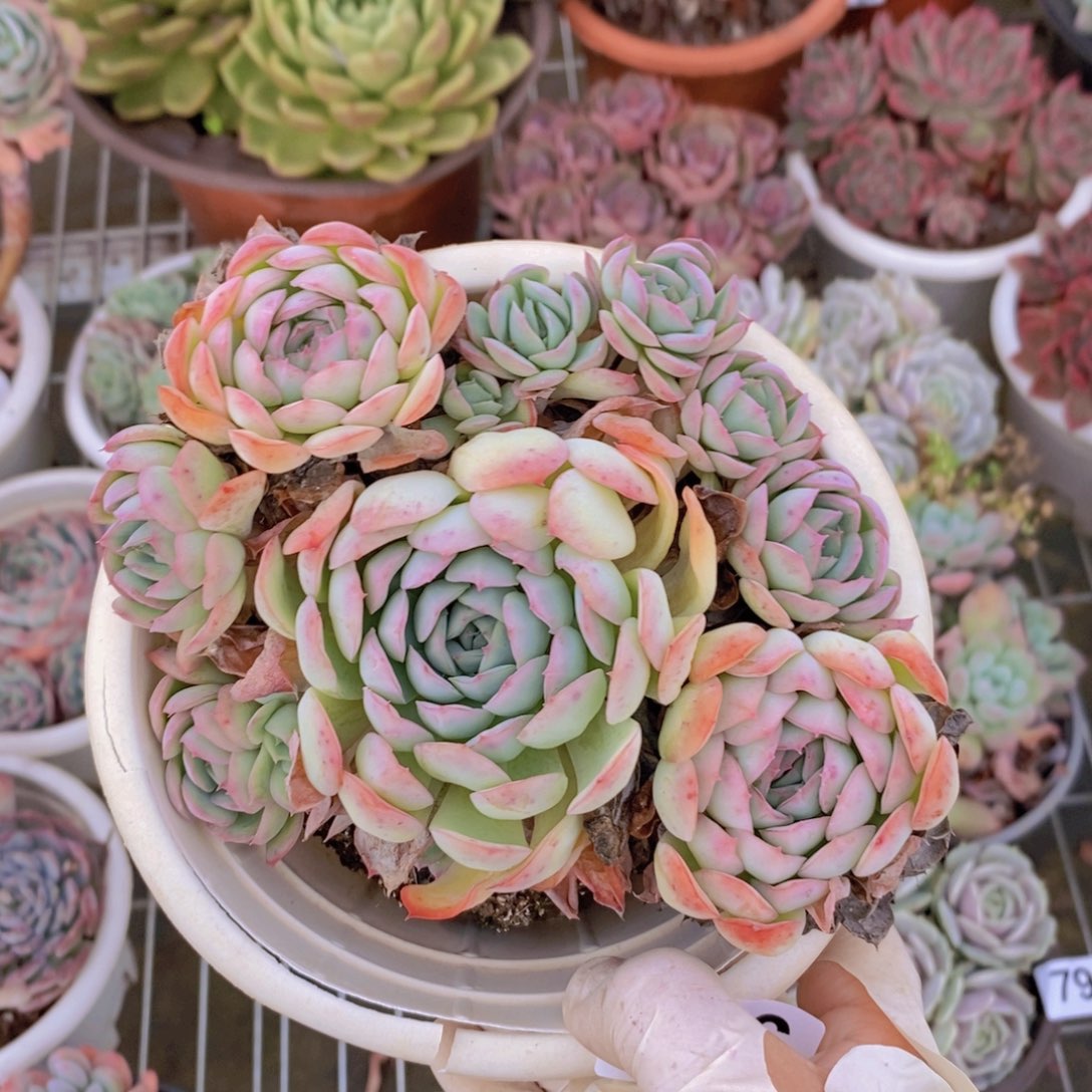 516草莓冰手捧一物一拍