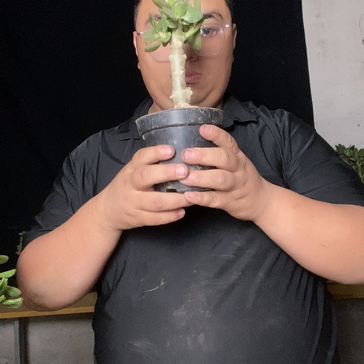 微***道老桩玉树一物一拍