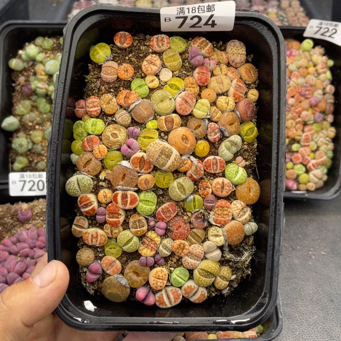 红陶00000000000000000724