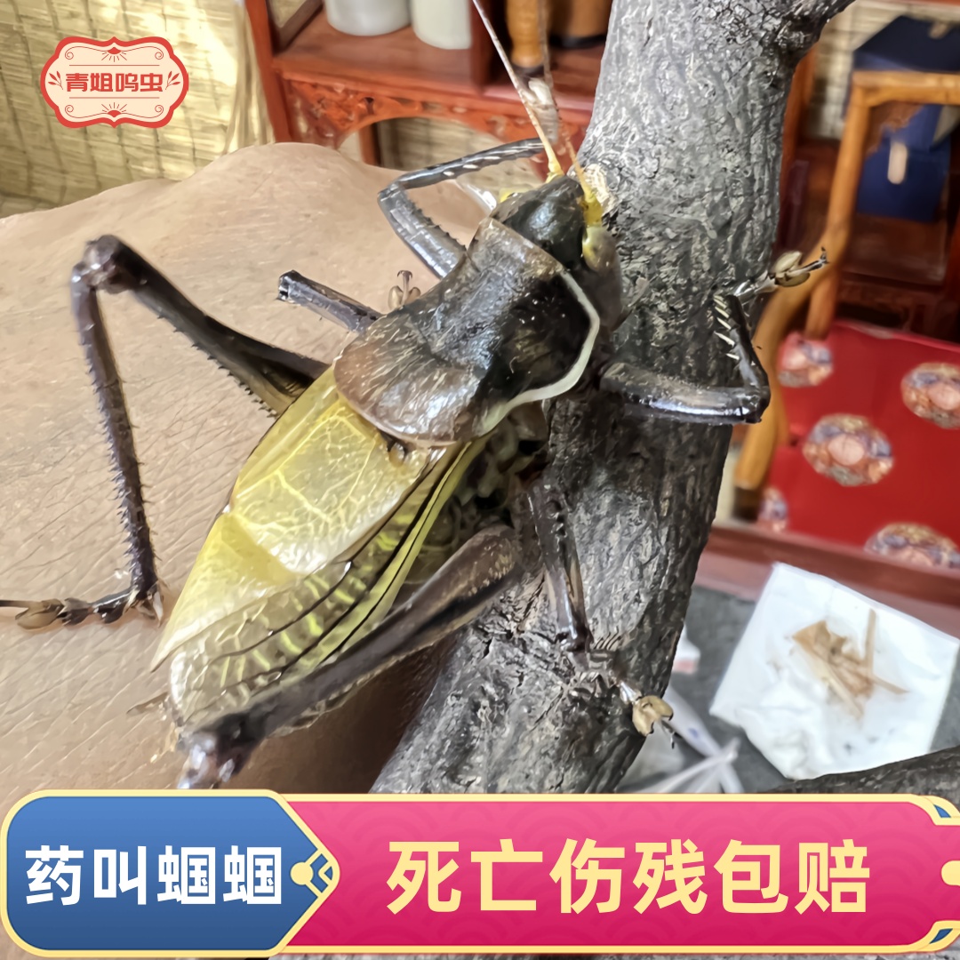 药叫蝈蝈鸣虫铁蝈蝈