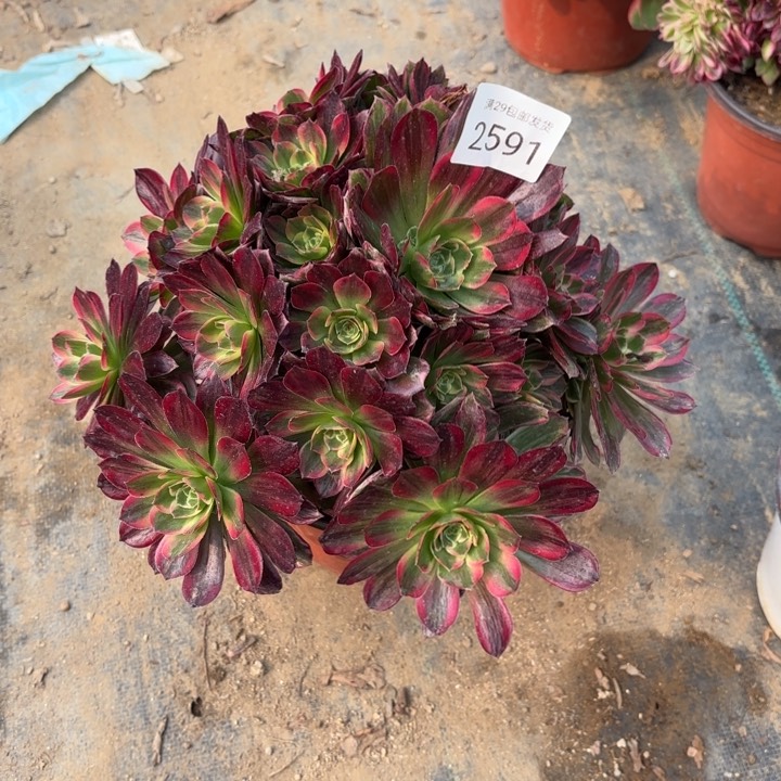 安娜锦多肉法师2591