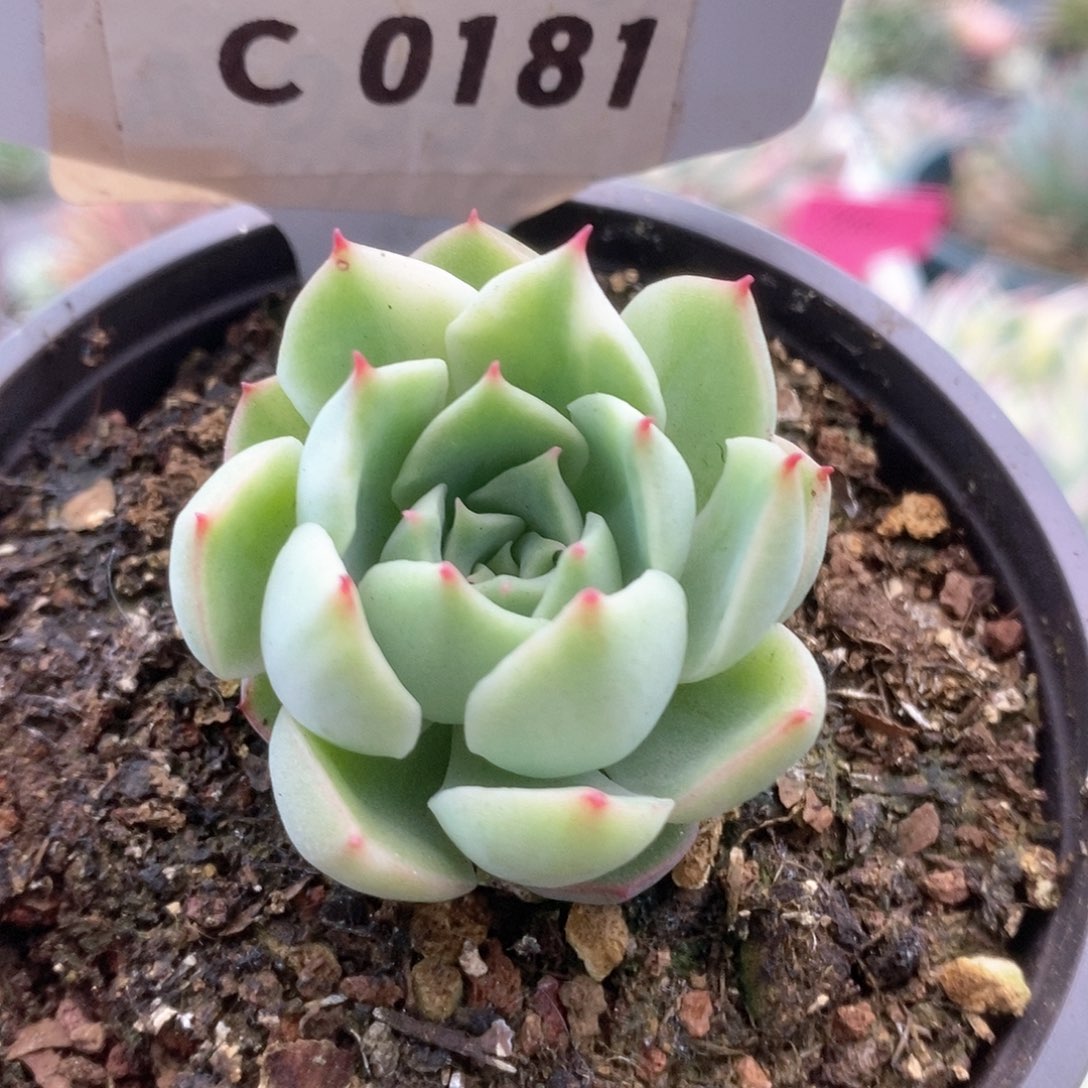 181加勒比海蓝锦锦锦锦锦锦