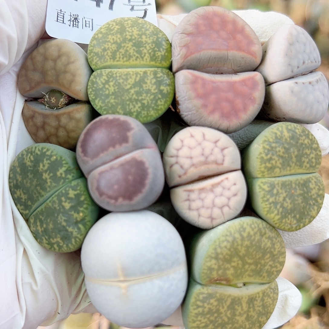 8747 好养易活生石花大母本10个