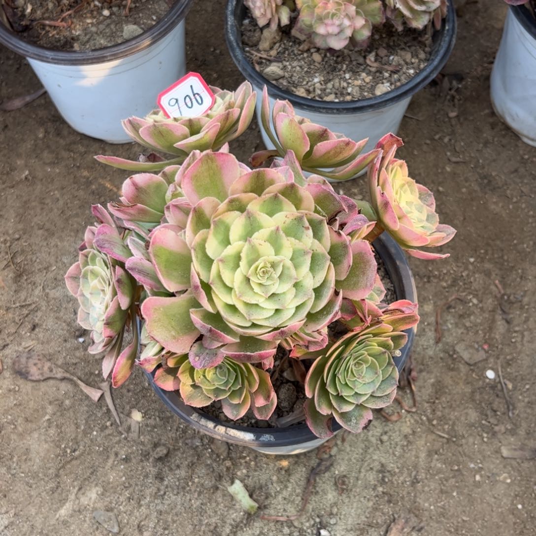 906多肉植物荔枝法师