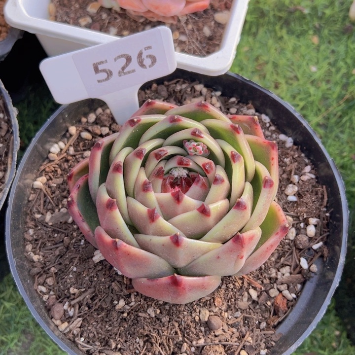 健健康康平平安安