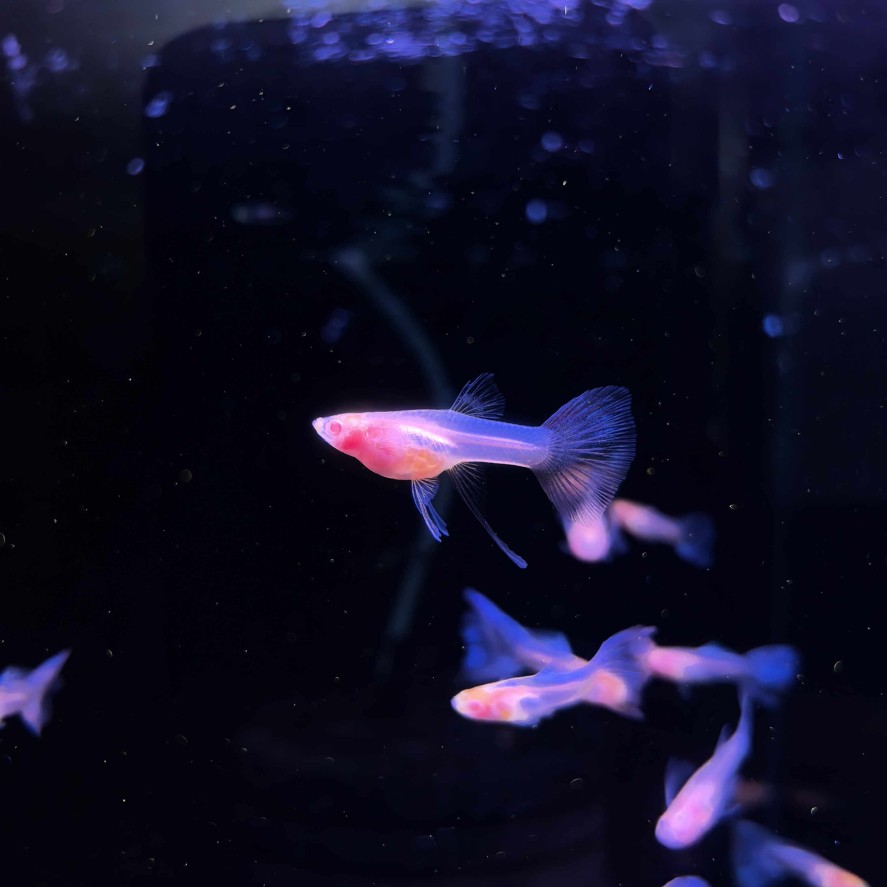 天空蓝玻璃缎带孔雀鱼活体小型热带观赏鱼适合新手好养耐活可繁殖