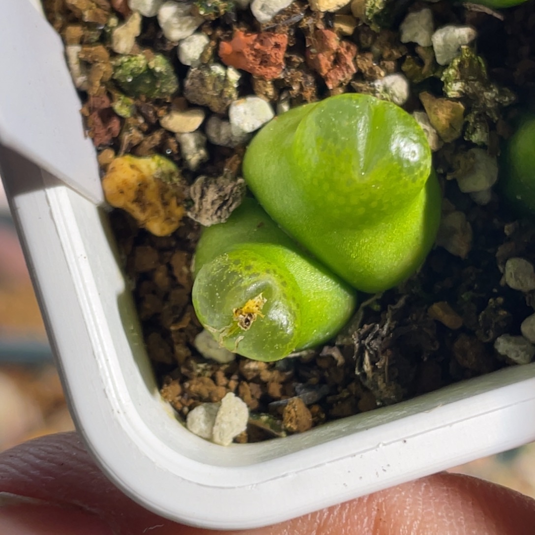 琳***宝双头小葫芦植物一物一拍