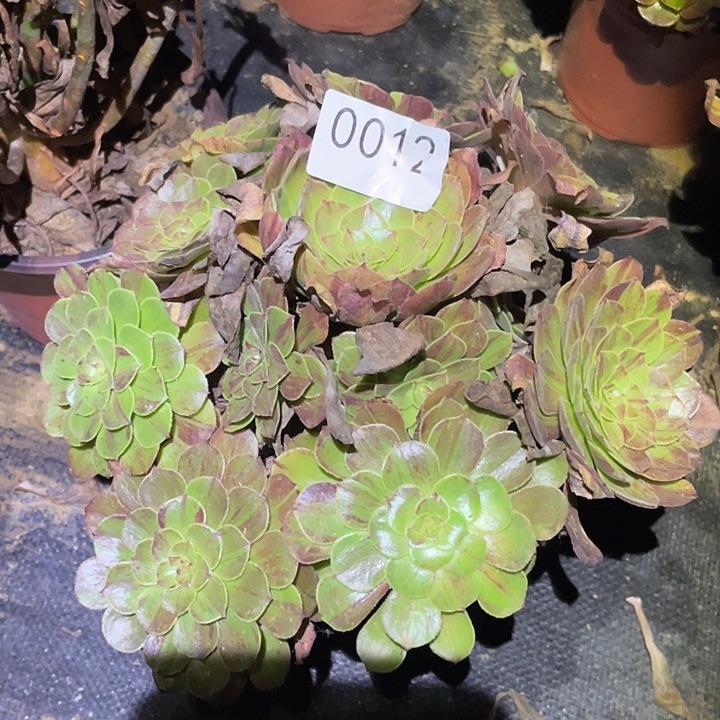 多肉植物法师12花月夜