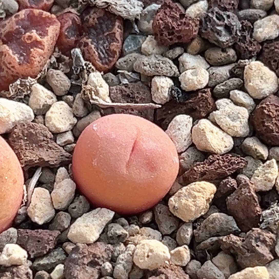 多肉植物满58包邮 拉姆