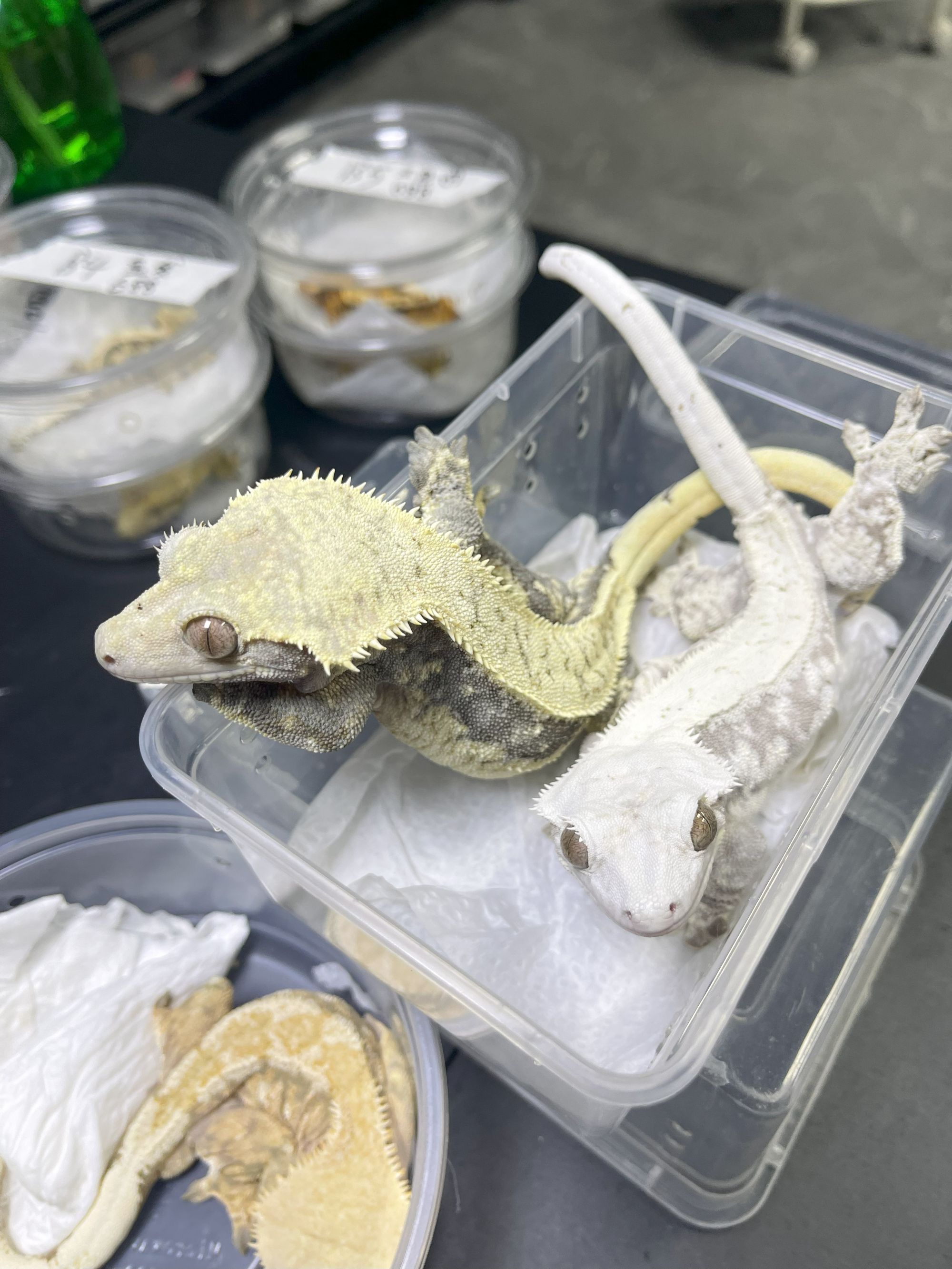 果泥钙维分装专用链接守宫