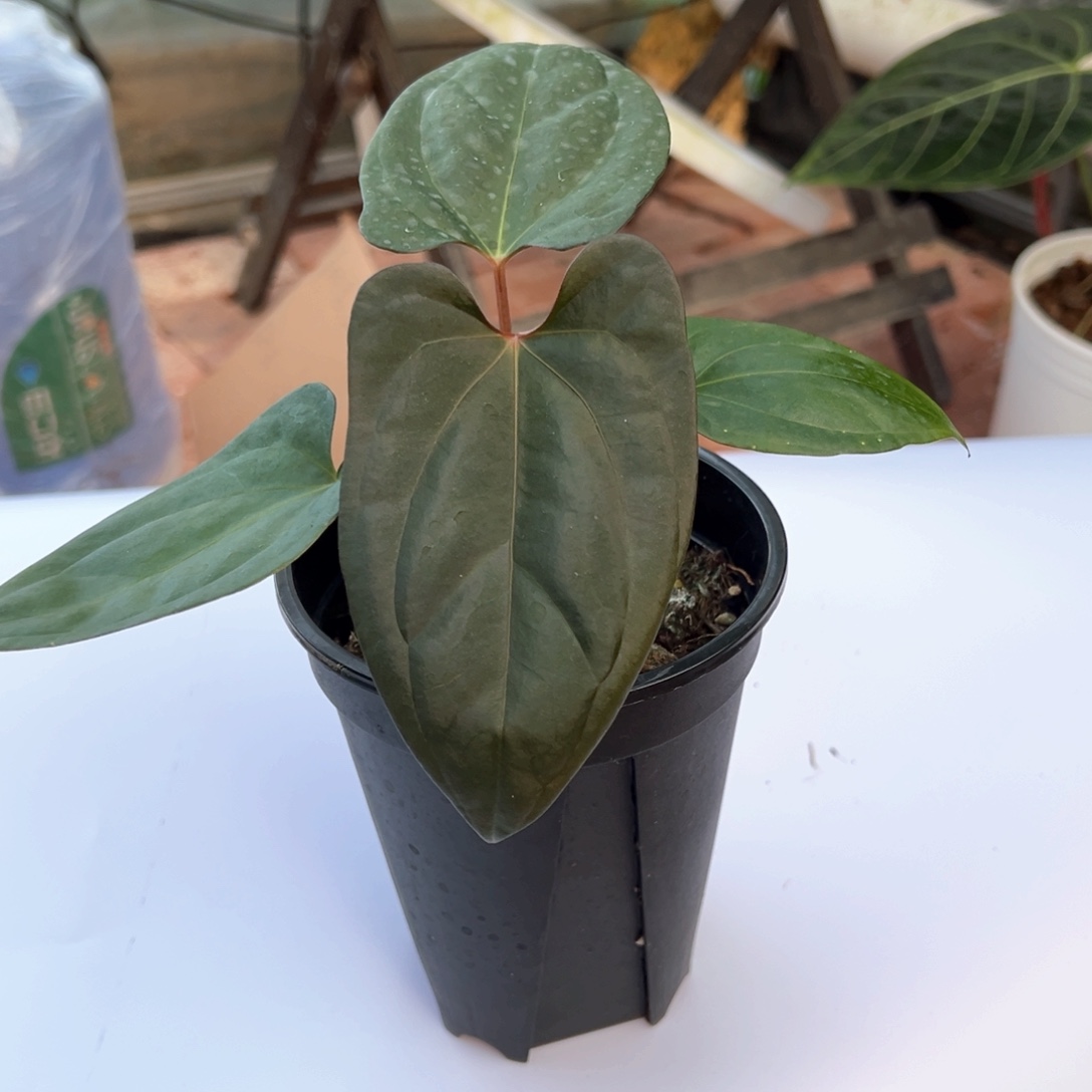 不开花植物梅子酱杂燕尾服
