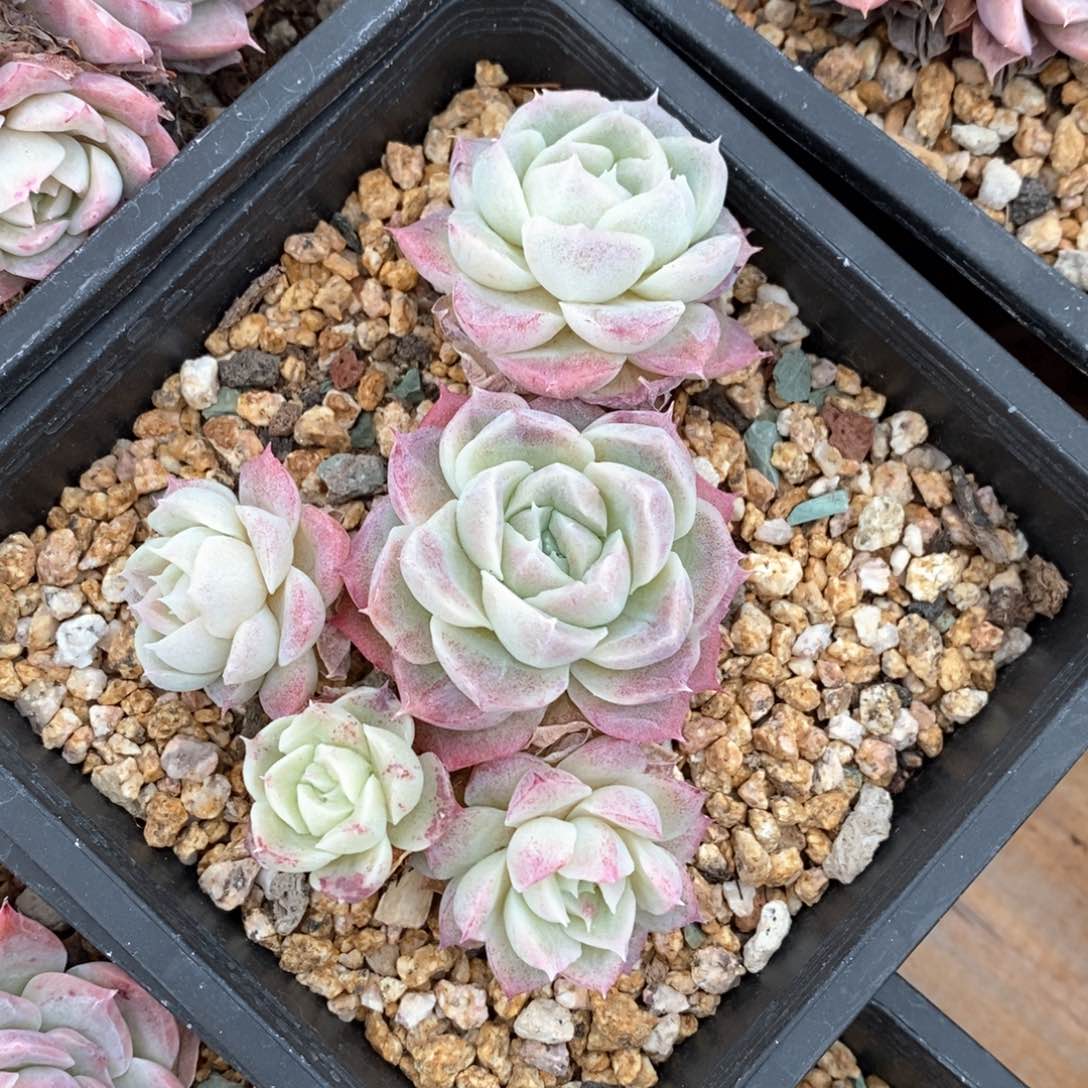 精品多肉一物一拍不包整751