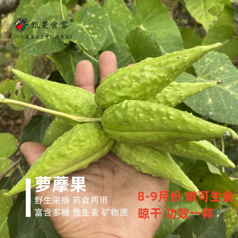 萝藦果新鲜采摘可直接食用当零食凉拌做菜老鸹瓢羊婆奶婆婆针线包