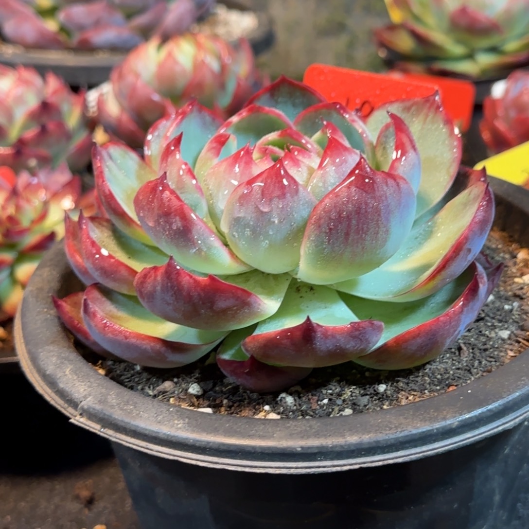 惊鸿一物一拍包装收缩花旱197