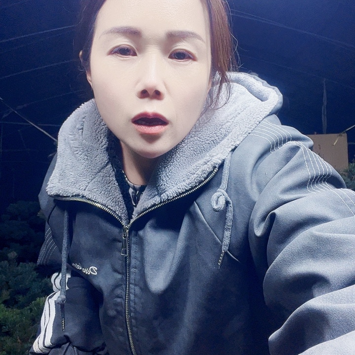 城***风五针松一物一拍链接
