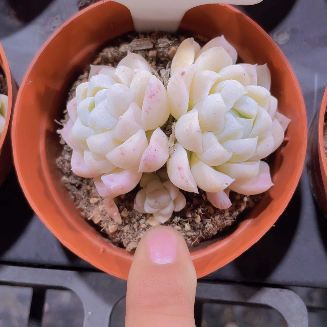 白雪影a052一物一拍