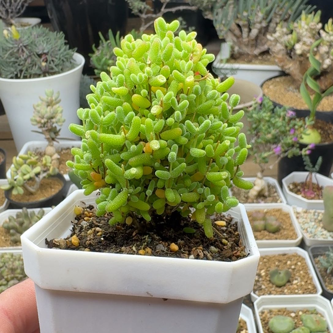 蜜橘糖球6cm多肉。