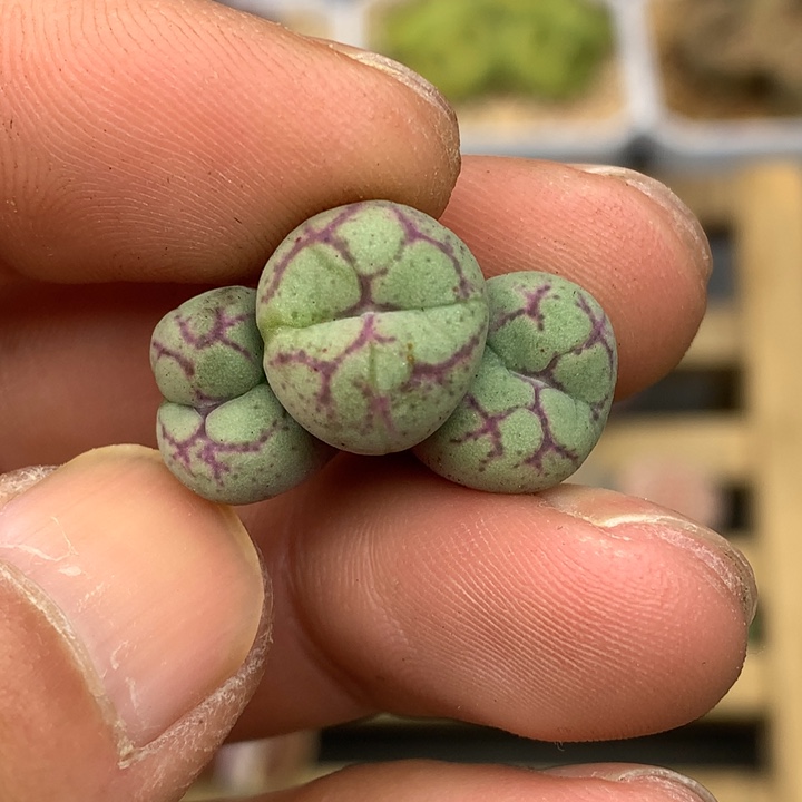 精品多肉植物园艺猴脸