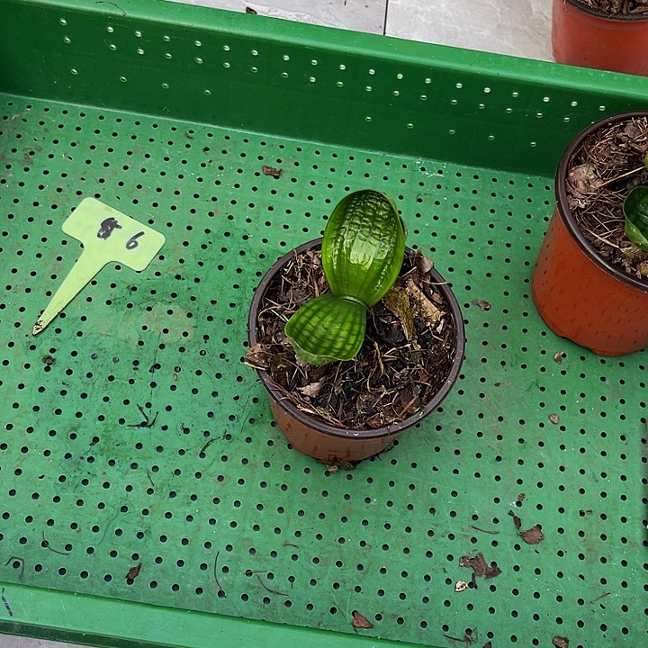 完全开放老一号寄养