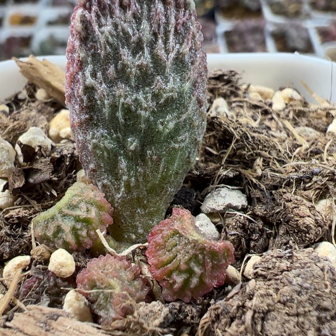 实生底叶苗纹路款多肉植物水泡