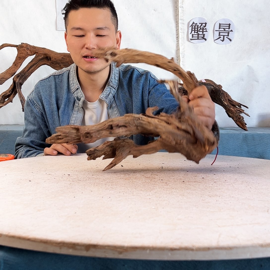 沉木造景爬宠造景