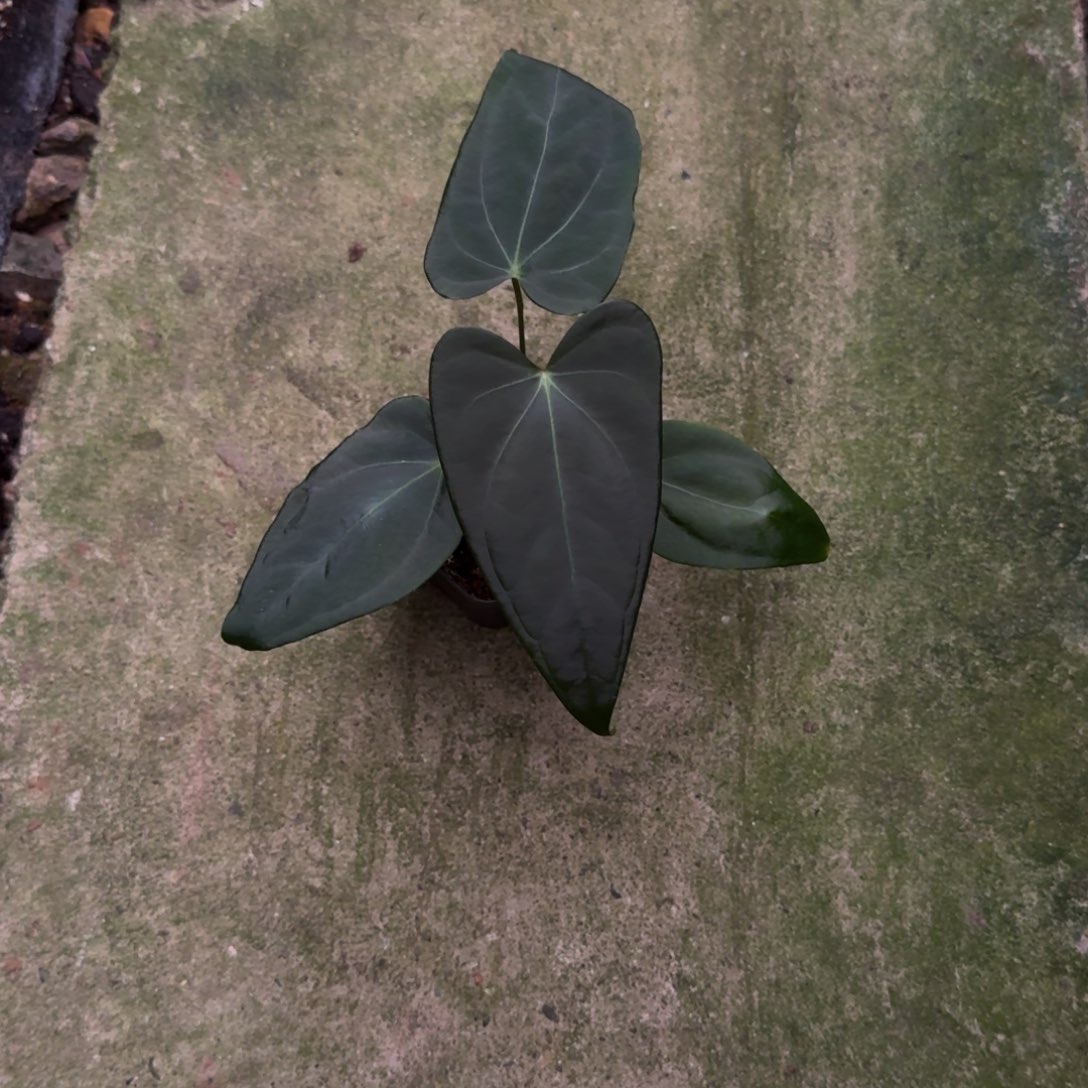 无花朵盾叶杂波特