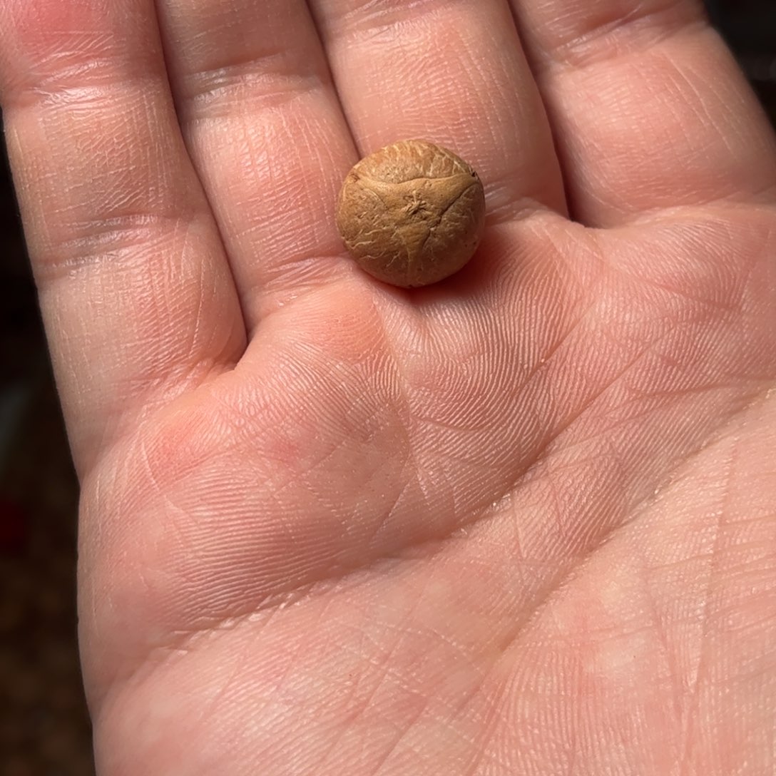 桃核吊坠14mm龙眼，开孔不退，偏远不包