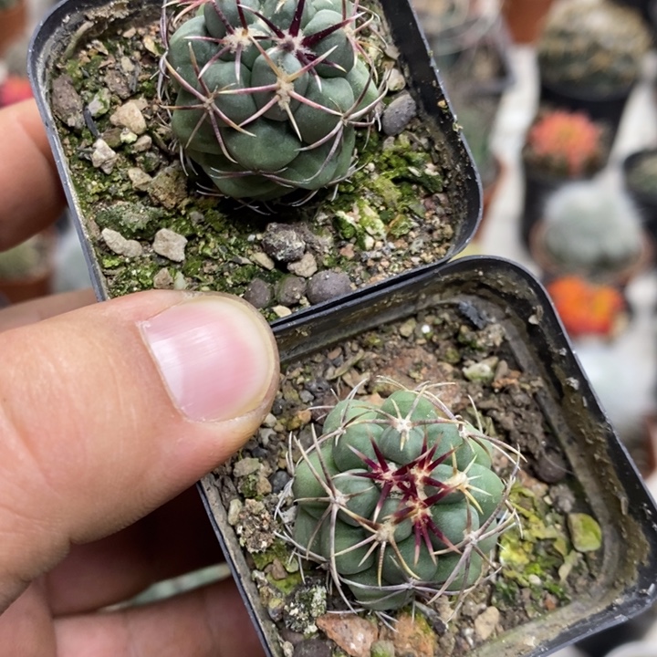 大红鹰实生2颗特价