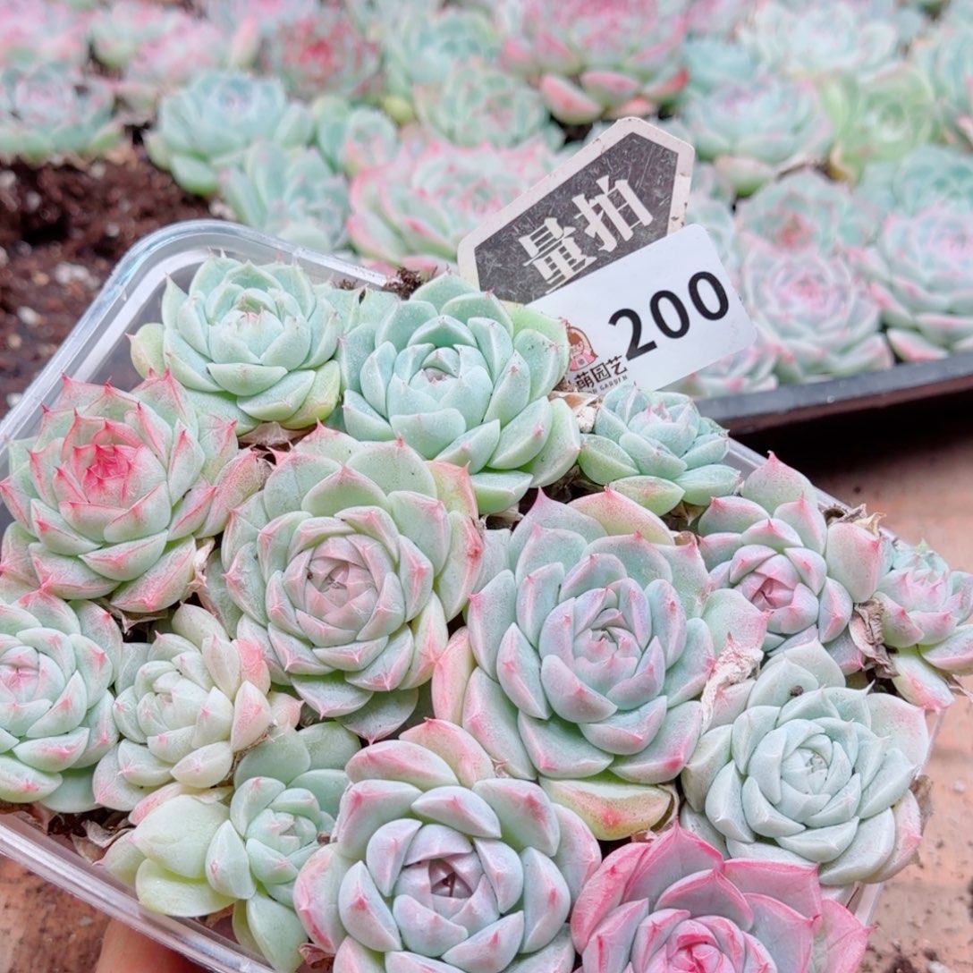 多肉植物多肉植物