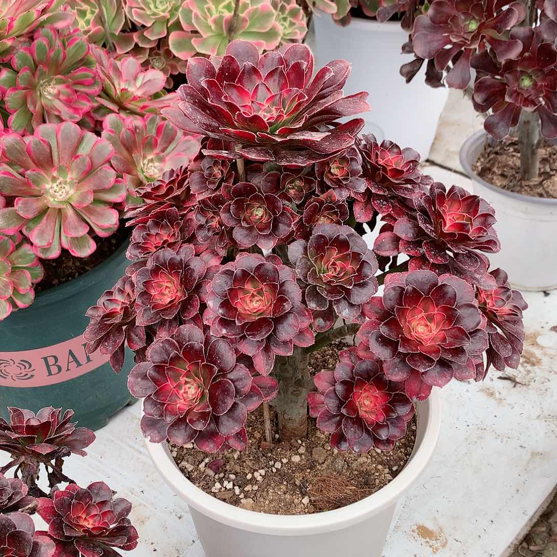 【闪购商品】平*凡丽娜，多肉