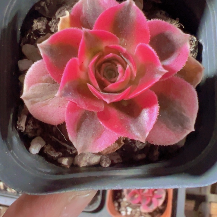 粉女巫精品多肉植物