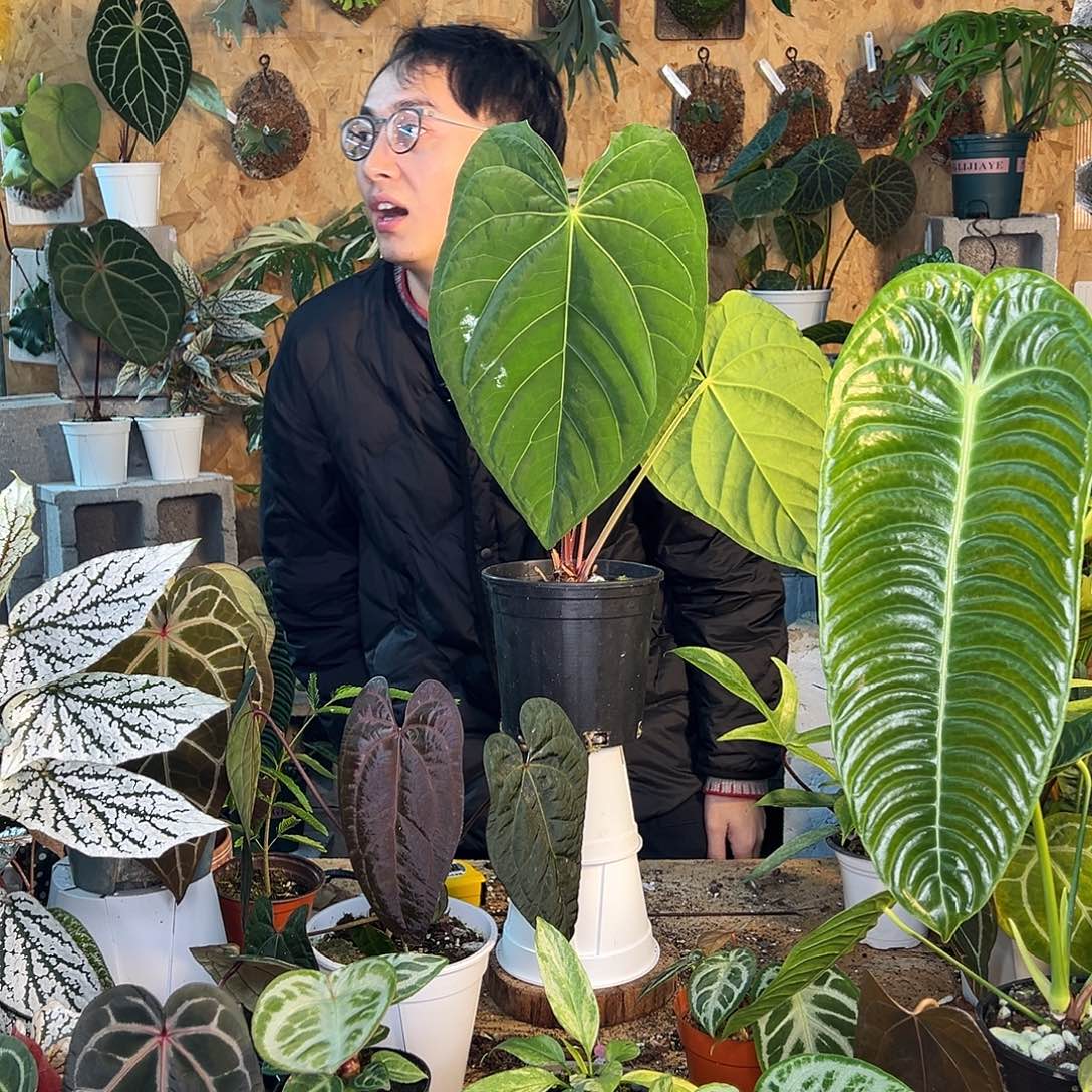 完全开放老桩花烛