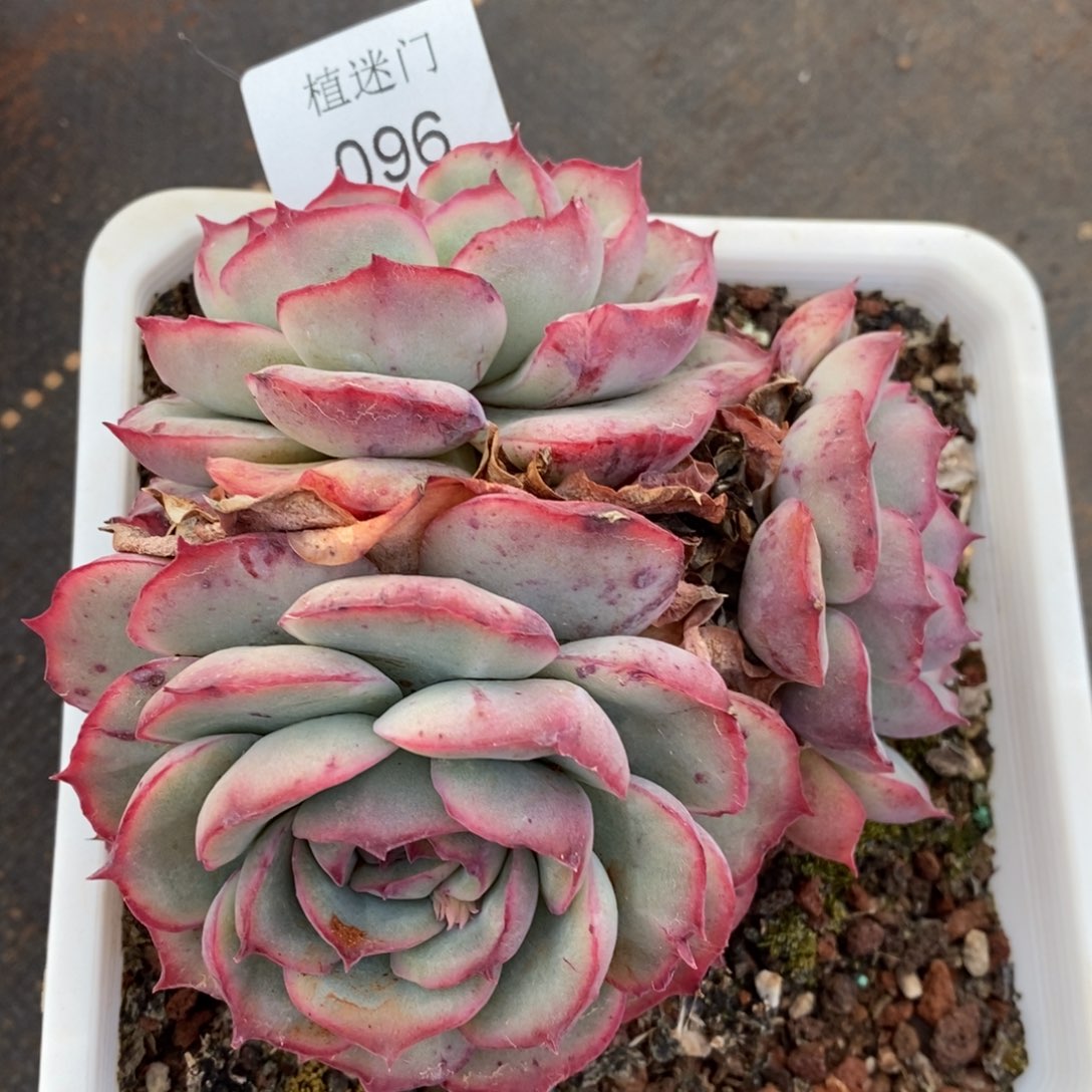 风**人杂交精品多肉096